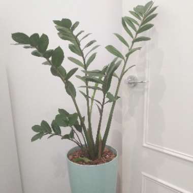 ZZ Plant