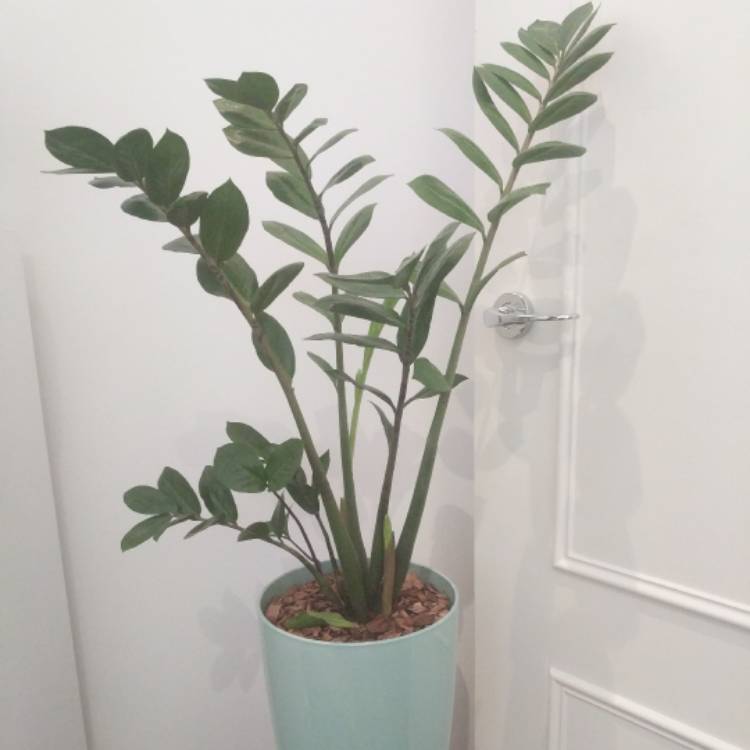 plant image 569993