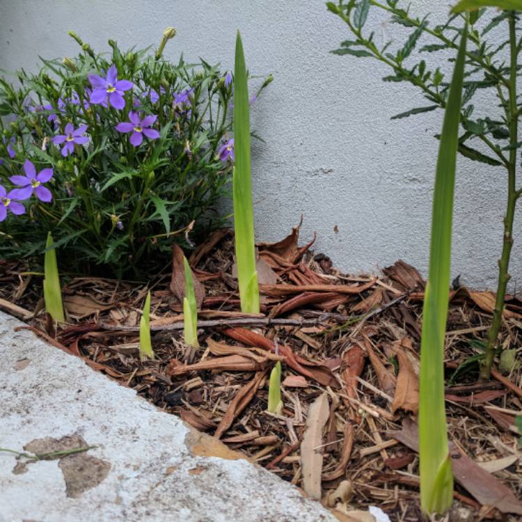 plant image 574370