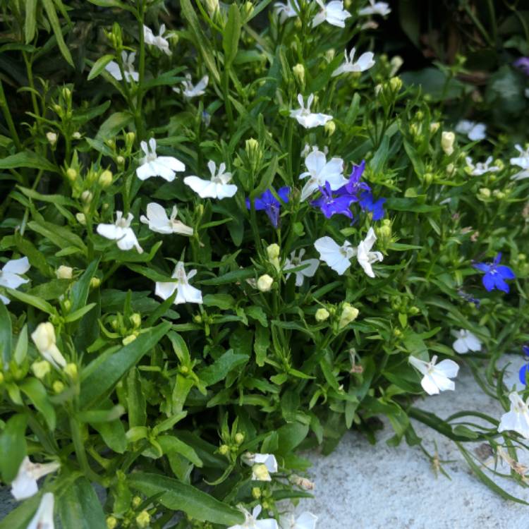 plant image 576464