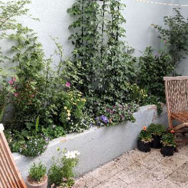 Marty's garden