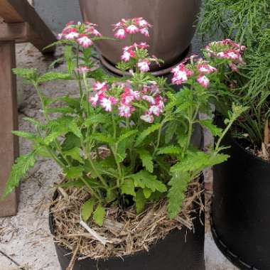 Purple Top Vervain