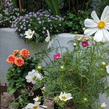 Marty's garden