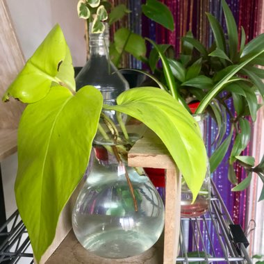 Epipremnum 'Neon'