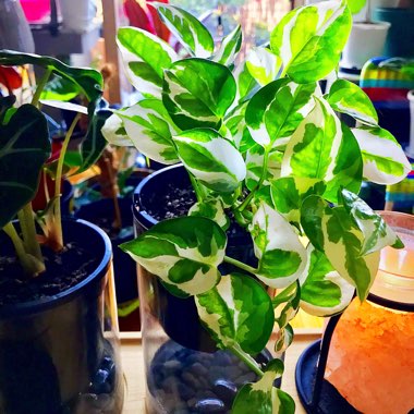 Epipremnum 'Snow Queen'