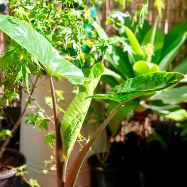Alocasia