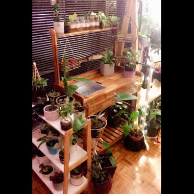 Jake's garden