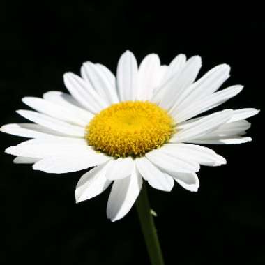 Shasta Daisy