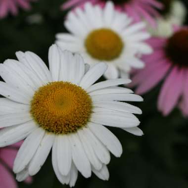 Lee-Anne's garden
