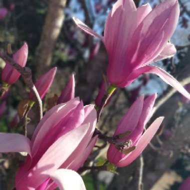 Lee-Anne's garden
