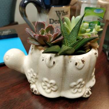 Lee-Anne's garden