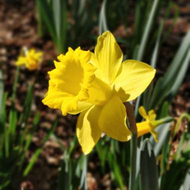 Daffodil