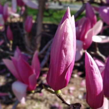 Magnolia 'Rustica Rubra'