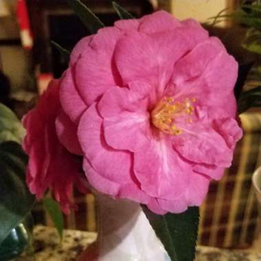 Camellia 'Pink'
