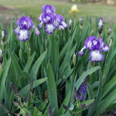 Bearded Iris