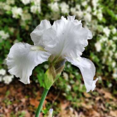 Bearded Iris