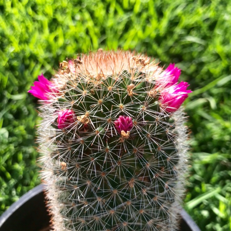 Plant image Mammillaria backebergiana