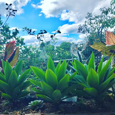 Mary's garden