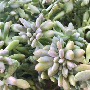 Graptosedum 'Francesco Baldi Crested Form'
