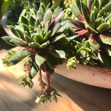 Sempervivum 'Tectorum'