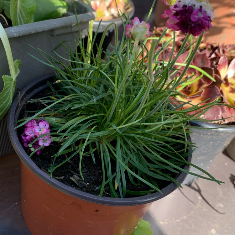 plant image 1282197 plant image 1282197