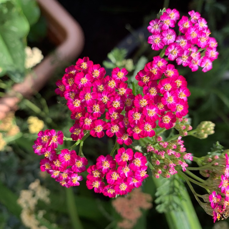 Plant image Achillea Millefolium 'Cerise Queen' syn. Achillea Millefolium 'Cherry Queen'