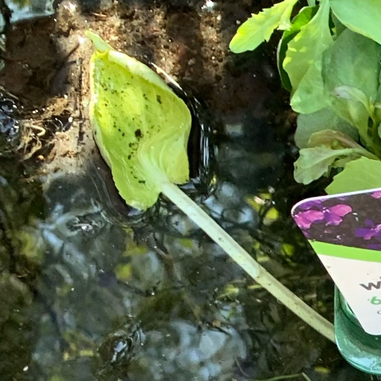 plant image 1282233