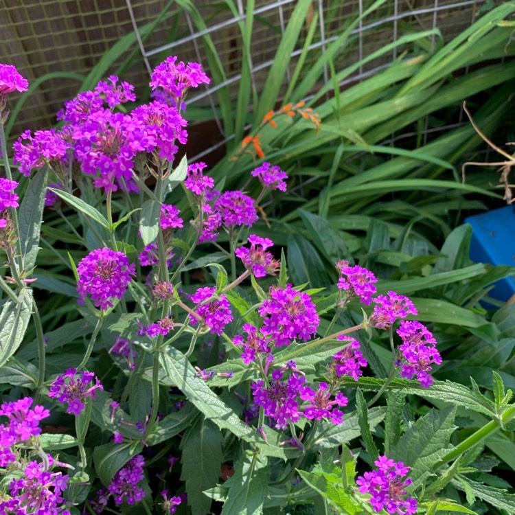 plant image 1282238 plant image 1282238