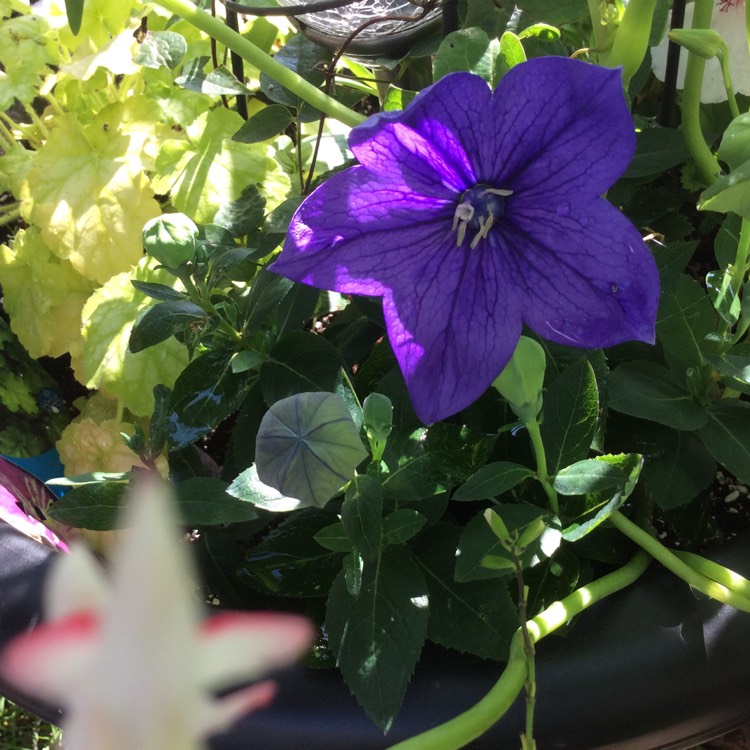 plant image 1282700 plant image 1282700