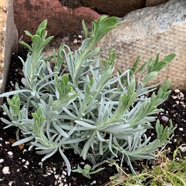 Lavandula
