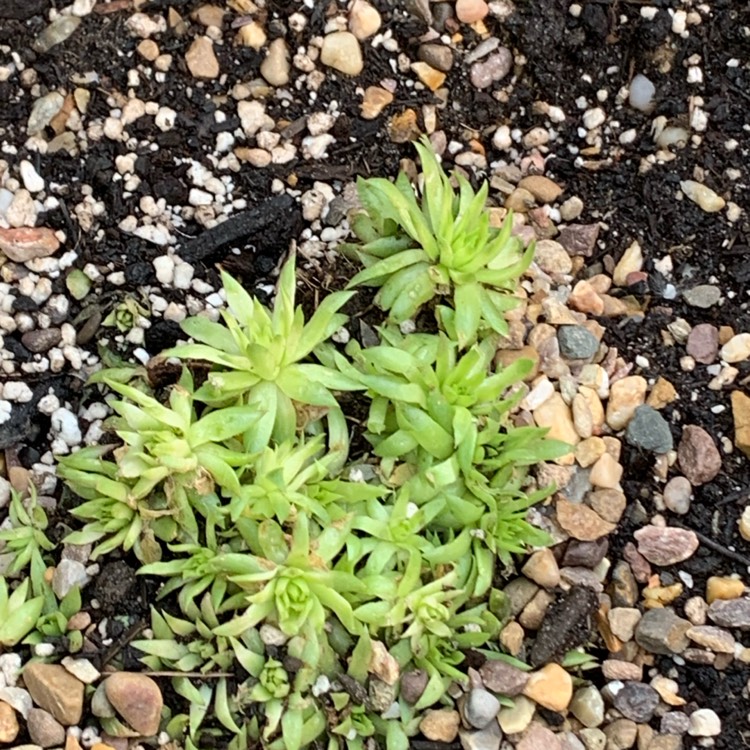 plant image 1284901