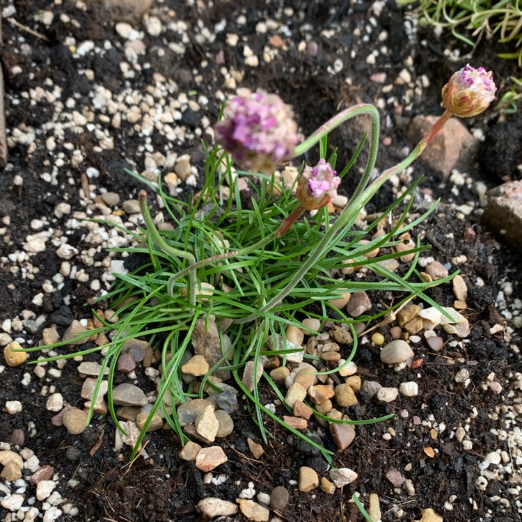plant image 1284912 plant image 1284912
