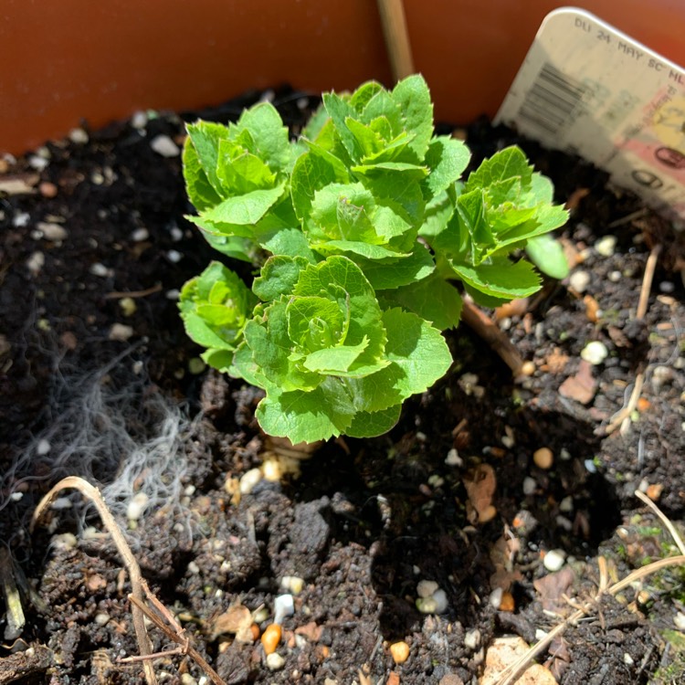plant image 1285929 plant image 1285929