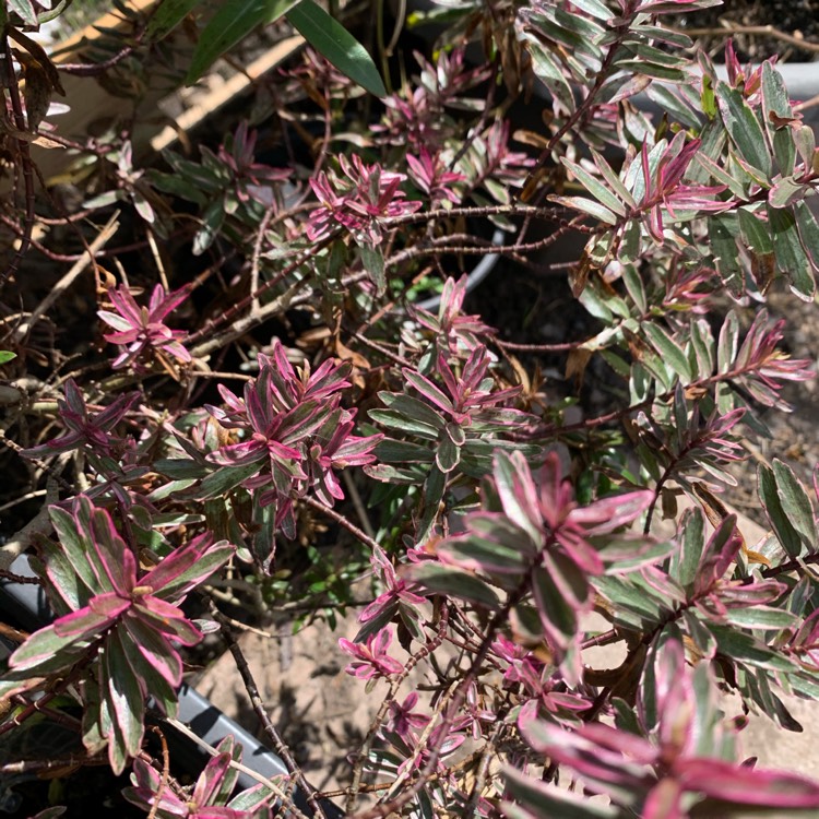 Plant image Hebe 'Magic Summer'