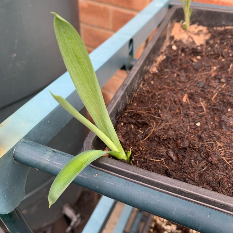plant image 1292115 plant image 1292115