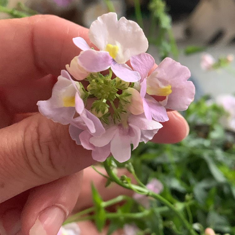 Plant image Nemesia 'Aromatica Rose Pink'