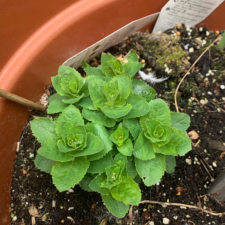 plant image 1296421 plant image 1296421