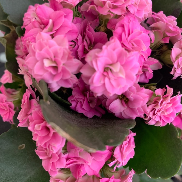 Plant image Kalanchoe blossfeldiana Pink Queen