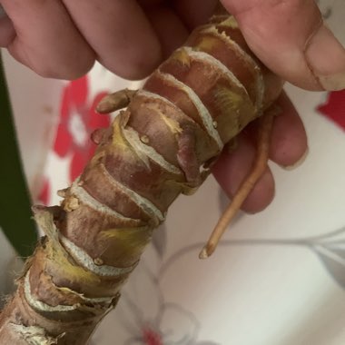 Yucca