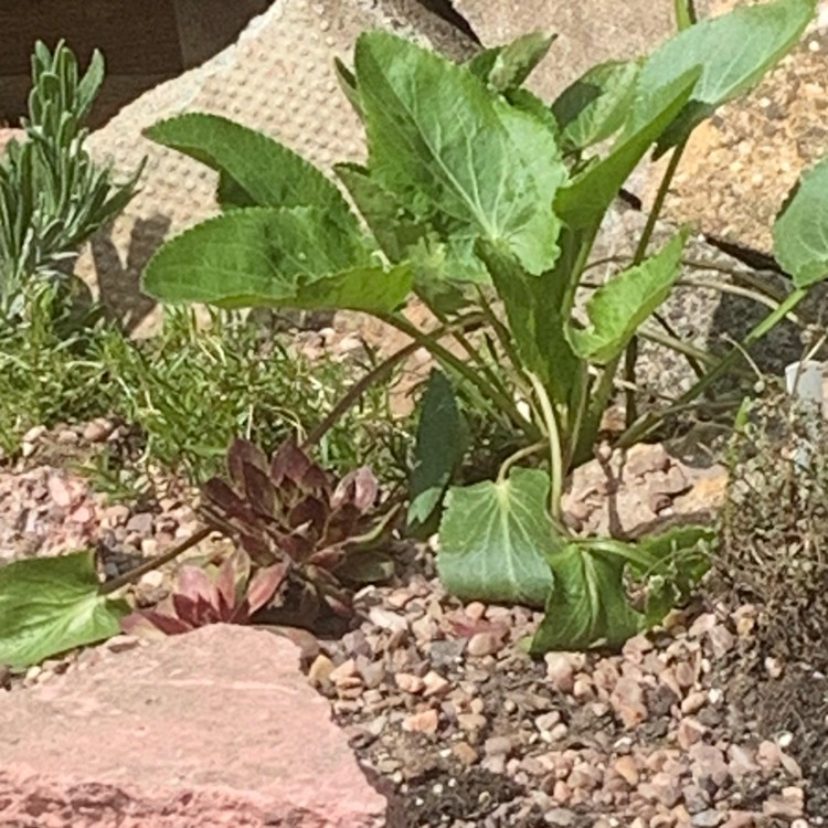 plant image 1298726