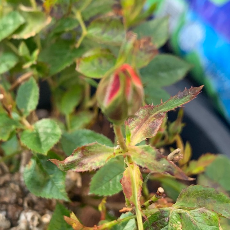 plant image 1309207 plant image 1309207