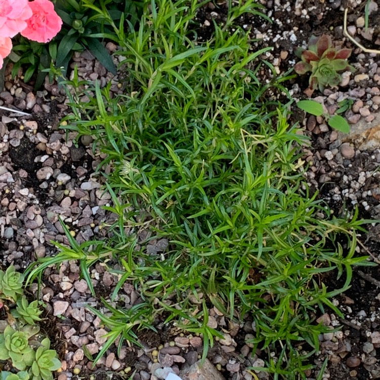 plant image 1309876 plant image 1309876