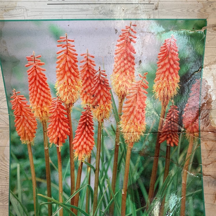 Plant image Kniphofia hirsuta 'Traffic Lights'