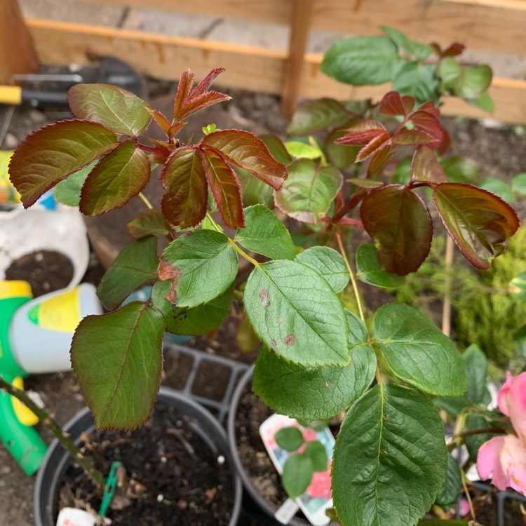 plant image 1310947