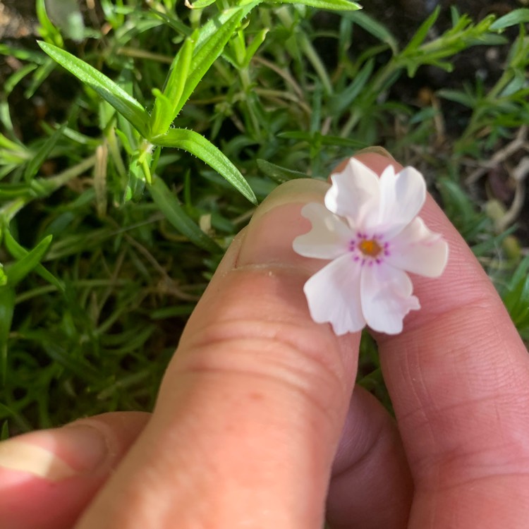 Plant image Phlox subulata 'Amazing Grace'