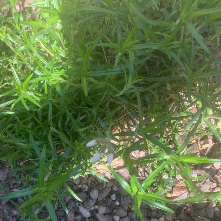 plant image 1315214 plant image 1315214
