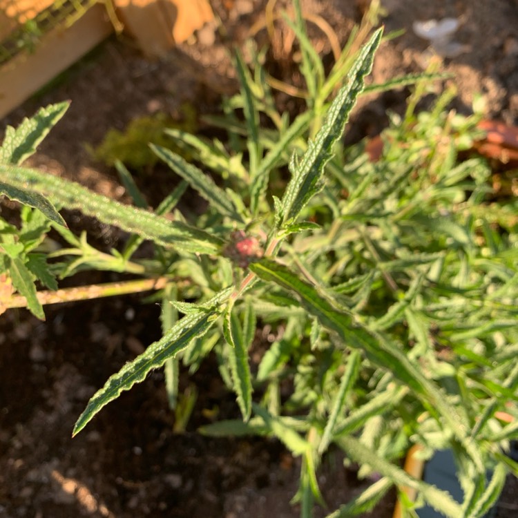 plant image 1317976 plant image 1317976