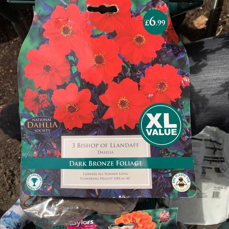 plant image 1318829