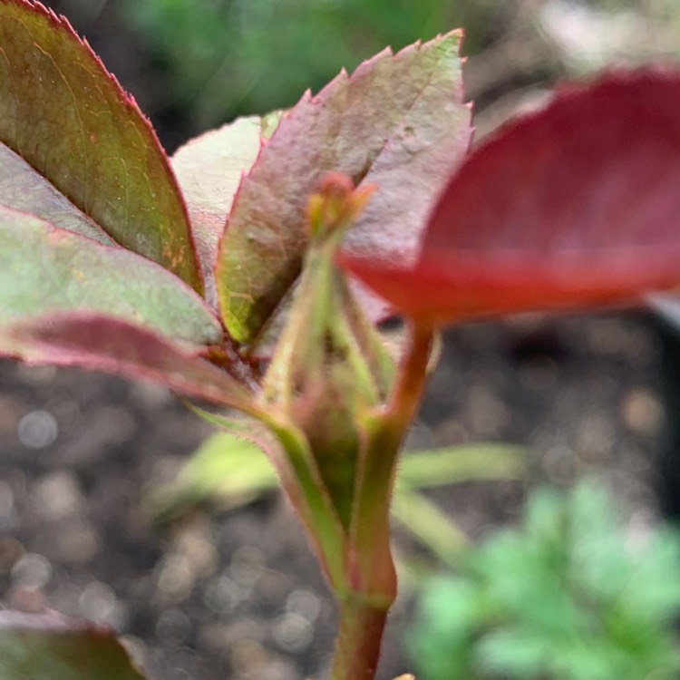 plant image 1325900 plant image 1325900