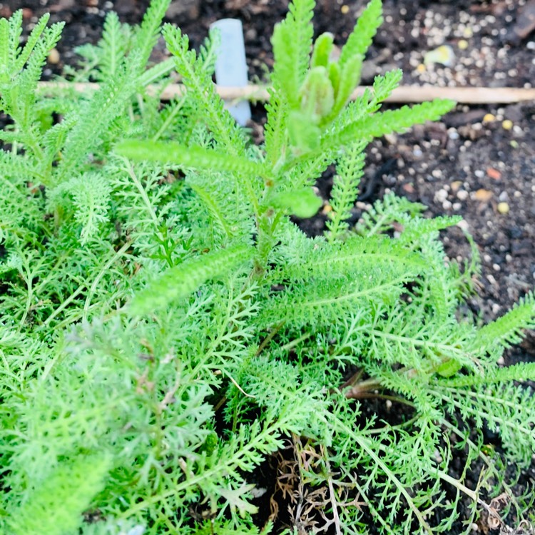 plant image 1328362 plant image 1328362